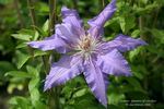 Countess of Lovelace clematis photo