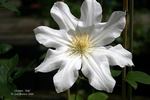 Toki clematis photo