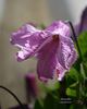 Alionushka clematis photo