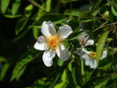 Rayon Butterflies rose photo