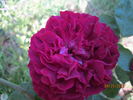 Abbé Bramérel rose photo