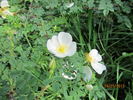 Compactilla rose photo