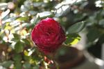 Chi Dan Hong Xin rose photo