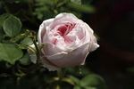 Comtesse de Barbantane rose photo