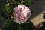 Comtesse de Barbantane rose photo