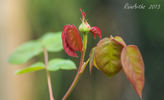 König Laurin rose photo