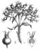 <i>Rosa</i> X <i>calocarpa</i> rose photo