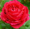 MoonBerry rose photo