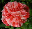 Special Effects rose photo