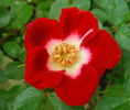 Hoot Owl rose photo