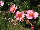 Eyeconic rose photo