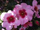 Eyeconic rose photo