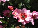 Eyeconic rose photo