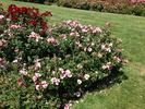 Eyeconic rose photo