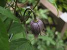 fusca var. violacea clematis photo