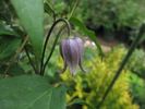 fusca var. violacea clematis photo