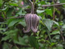 <i>C. fusca</i> Turcz. clematis photo