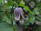 fusca violacea clematis photo