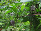 fusca var. violacea clematis photo