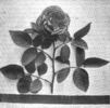 Ames rose photo