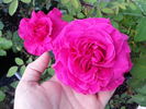 Cherryade rose photo