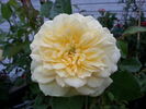 Dakota Sun rose photo