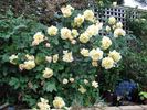 Golden Dawn, Cl. rose photo