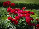 Nina Weibull ® rose photo