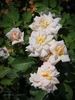 Fortschritt rose photo