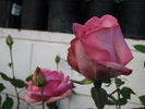 Table Mountain rose photo