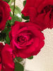 American Dream ™ rose photo