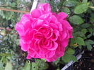 Cherryade rose photo