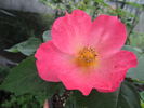 Radway Sunrise rose photo