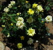 The Lighthouse rose photo