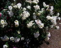 Fairhope rose photo