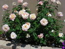 Deidre Hall rose photo