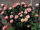 Peachy Cheeks ™ rose photo