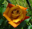 Spirit Dance rose photo