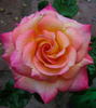 Peachy Cheeks ™ rose photo