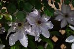 Clair de Lune clematis photo