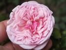 Gregg Lowery rose photo