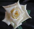 Mike Peterson rose photo