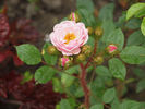 Dresden Doll rose photo