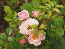 Dresden Doll rose photo