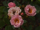 Dresden Doll rose photo