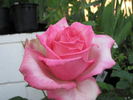 Table Mountain rose photo