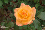 Hey Jack rose photo