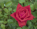 Hoagy Carmichael rose photo