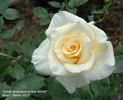 Great Rosarians of the World rose photo