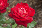 Trojan Victory rose photo